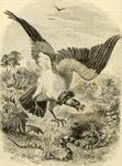 Andean condor (Vultur gryphus)