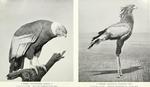 Andean condor (Vultur gryphus), secretary bird (Sagittarius serpentarius)