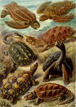 leatherback sea turtle (Dermochelys coriacea), hawksbill sea turtle (Eretmochelys imbricata), Ar...
