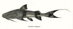 giant devil catfish, goonch catfish (Bagarius yarrelli)