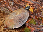 spiny turtle (Heosemys spinosa)