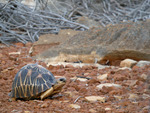 radiated tortoise (Astrochelys radiata)