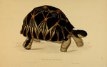 radiated tortoise (Astrochelys radiata)