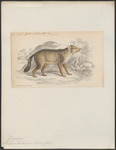 Darwin's fox, Darwin's Zorro (Lycalopex fulvipes)