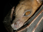 lesser short-nosed fruit bat (Cynopterus brachyotis)