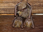 lesser short-nosed fruit bat (Cynopterus brachyotis)