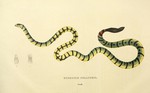 yellow sea snake (Hydrophis spiralis)