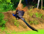 Indian peacock - blue peafowl (Pavo cristatus)