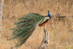 Indian peacock - blue peafowl (Pavo cristatus)