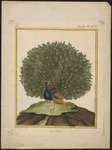 Indian peafowl, blue peafowl (Pavo cristatus)