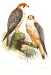 Barbary falcon (Falco pelegrinoides)