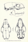 Egyptian mongoose (Herpestes ichneumon)