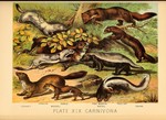 ...rret (Mustela putorius furo), least weasel (Mustela nivalis), honey badger (Mellivora capensis),...
