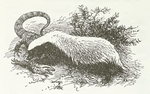 honey badger, ratel (Mellivora capensis)