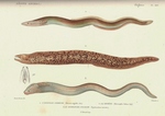 European eel (Anguilla anguilla), Mediterranean moray (Muraena helena), brown moray eel (Gymnoth...