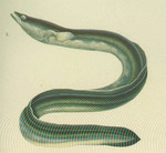European eel, common eel (Anguilla anguilla)