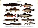 ...n trout (Salmo trutta), northern pike (Esox lucius), European whitefish (Coregonus lavaretus), c
