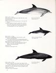 ...Atlantic bottlenose dolphin (Tursiops truncatus), rough-toothed dolphin (Steno bredanensis), pyg