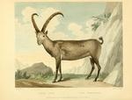 Alpine ibex (Capra ibex)