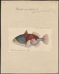 Picasso fish, lagoon triggerfish (Rhinecanthus aculeatus)
