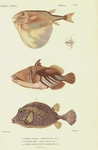 ...threetooth puffer (Triodon macropterus), lagoon triggerfish (Rhinecanthus aculeatus), smooth tru