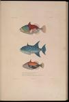 ...gh triggerfish (Canthidermis maculata), wedge-tail triggerfish (Rhinecanthus rectangulus)