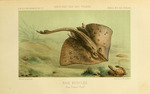 thornback ray, thornback skate (Raja clavata)