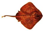 thornback ray, thornback skate (Raja clavata)