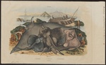 thornback ray (Raja clavata), cownose ray (Rhinoptera bonasus), devil fish (Mobula mobular)