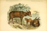 tamaraw, Mindoro dwarf buffalo (Bubalus mindorensis)