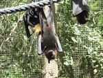 Lyle's flying fox (Pteropus lylei)