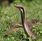 northern Philippine cobra (Naja philippinensis)