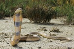 Caspian cobra (Naja oxiana)