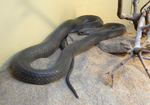 Caspian cobra (Naja oxiana)