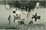 Canada goose (Branta canadensis), mute swan (Cygnus olor), black swan (Cygnus atratus)