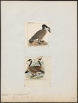 cackling goose (Branta hutchinsii)