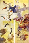 ...canvasback duck (Aythya valisineria), redhead (Aythya americana), Carolina duck (Aix sponsa), qu