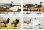 blue goose, snow goose (Anser caerulescens), Canada goose (Branta canadensis), cackling goose (B...