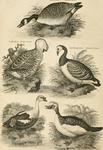 ...Canada goose (Branta canadensis), Chinese goose (Anser cygnoides), barnacle goose (Branta leucop