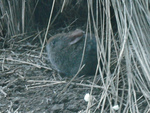 volcano rabbit (Romerolagus diazi)