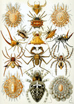 Kunstformen der Natur: Arachnida