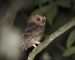 Rajah scops owl (Otus brookii)