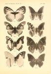 Crossley's forest queen (Euxanthe crossleyi), Charaxes acraeoides, two-tailed pasha (Charaxes ja...
