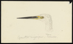 little egret (Egretta garzetta nigripes)