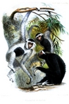 pileated gibbon (Hylobates pileatus)