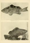 red grouper (Epinephelus morio), red hind (Epinephelus guttatus)