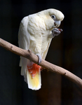 red-vented cockatoo (Cacatua haematuropygia)
