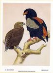bateleur eagle (Terathopius ecaudatus)