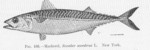 Atlantic mackerel (Scomber scombrus)