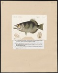 banded archerfish (Toxotes jaculatrix)